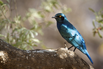 Burchell's Glossy-Starling in Kruger National park