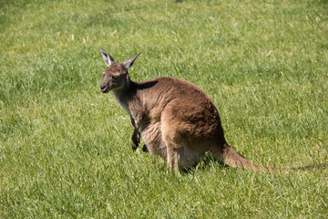 Naklejka na ściany i meble Brown kangaroo in wildlife conservation, Australia.