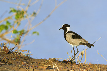 Blacksmith Lapwing in Kruger National park
