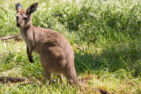 Brown kangaroo in wildlife conservation, Australia.