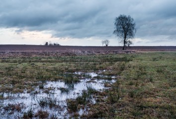 Flooded meadow landscape