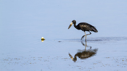 African openbill in Kruger National park
