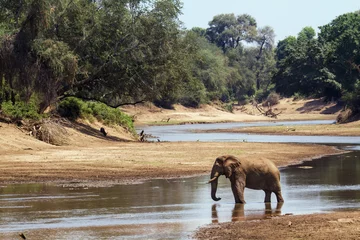 Gordijnen Afrikaanse bosolifant in het Kruger National park © PACO COMO