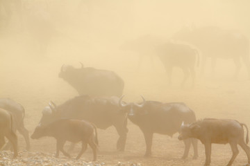 African buffalo in Kruger National park