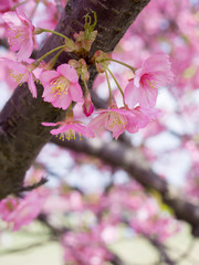 公園の河津桜