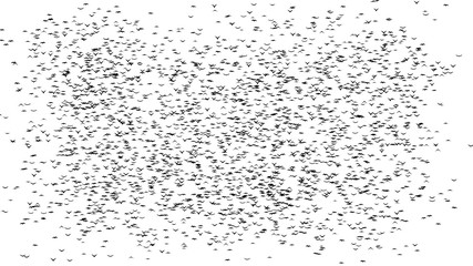 A half  flock of flying birds forms the words BLACK FRIDAY - part of timelapse, stop motion, gif animation