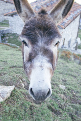 Fototapeta premium Donkey