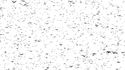 A duple flock of flying birds forms the words BLACK FRIDAY - part of timelapse, stop motion, gif animation