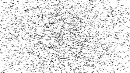 A duple flock of flying birds forms the words BLACK FRIDAY - part of timelapse, stop motion, gif animation