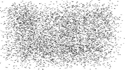 A duple flock of flying birds forms the words BLACK FRIDAY - part of timelapse, stop motion, gif animation