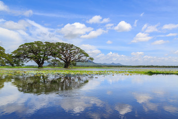 Lake side view with trees and mountains