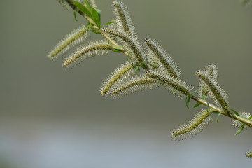 Weide - Weidenkätzchen - Weidenbaum