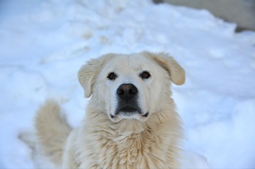 Pastore abruzzese