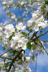 Fototapeta premium A branch of Apple blossoms on blue sky background