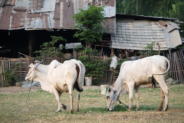 Obraz premium cow and thai style hut.