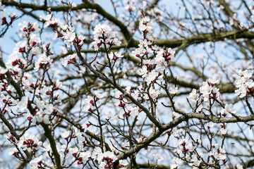 Marillenblüte Wachau (Aprikosenblüte)