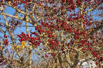 Bacche rosse natalizie