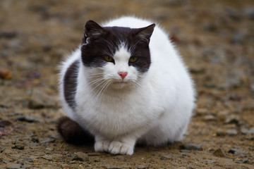 Contryside cat sitting on a ground