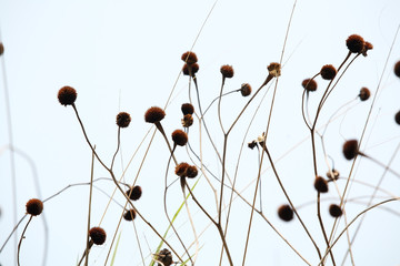 abstract of dried mexican sunflower weed