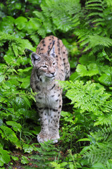 Luchs Jungtier Farn