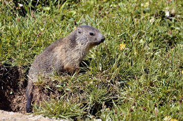 Naklejka na ściany i meble Young Alpine marmot in grass