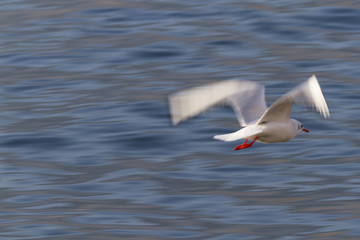 Fototapeta na wymiar seagull flying on lake