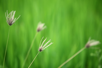 reeds with green backgroun