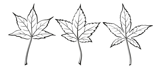 Liquidambar Styraciflua Leaves