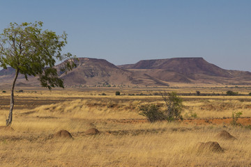 Hot yellow bush desert outback plain landscape with termite in Southern Madagascar, Africa.