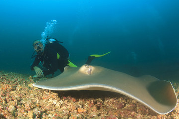 Stingray and Scuba Diver