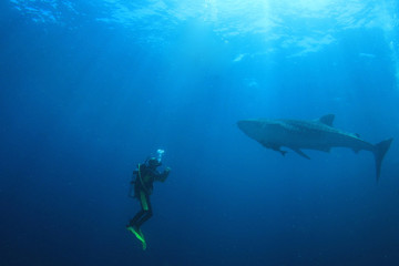 Whale Shark and Scuba Diver