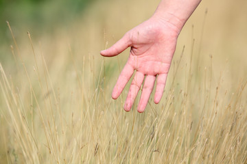 woman's hand touching reeds.