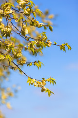 Elm Tree Twigs / Branches of elm tree at a spring day in front of blue sky