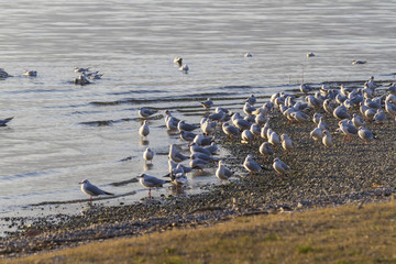 seagull on lake