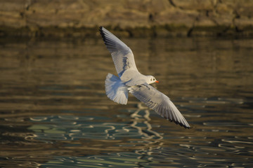 seagull flying on lake