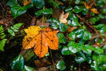 wet yellow maple leaf on a forest litter