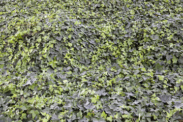 Wild grasses in nature