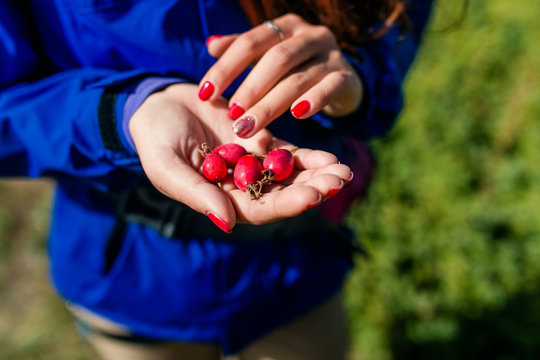Red Rose hips in woman hands