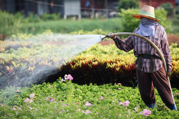 worker watering plant in garden.