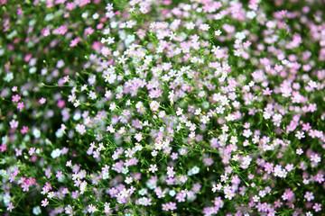 Obraz premium gypsophilia flower.