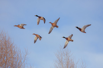 Six flying ducks. Mallard, or Wild duck (Anas platyrhynchos).