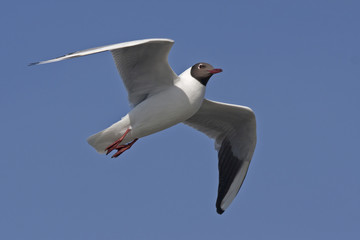 Black-headed gull flying on the blue sky (Chroicocephalus ridibundus)