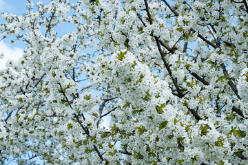 Kirschblüte - Kirschbaum