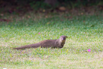 沖縄のマングース