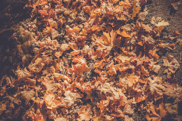 Autumn Leaves on the Ground Retro