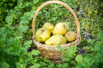 Basket of Pears on Grass