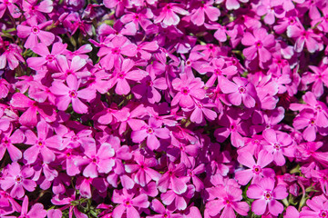 Pink moss phlox flowers and red of one side