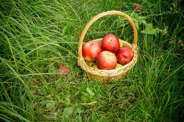 Basket of Red Apples on Grass