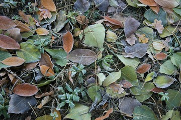 frosty leaves