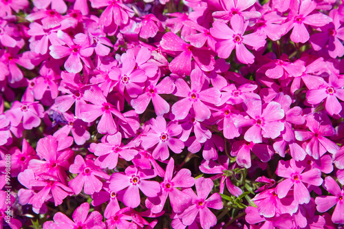 Pink Moss Phlox Flowers And Red Of One Side Stock Photo Royalty Pink Moss Phlox Flowers And Red Of One Side